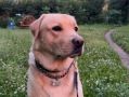 В День собак калужанам напомнили о правильном воспитании четвероногих друзей