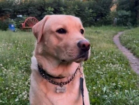 В День собак калужанам напомнили о правильном воспитании четвероногих друзей