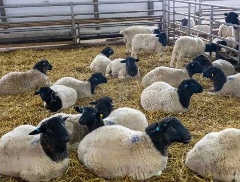 Уникальный центр генетики овец работает в Тарусском районе