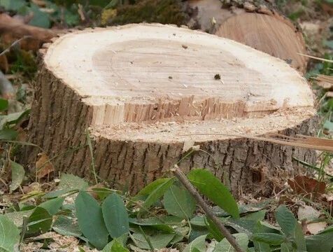 Незаконную рубку дубов ущербом на 445 тысяч рублей выявили в Калужской области