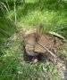 По материалам проверки Калужской межрайонной природоохранной прокуратуры возбуждено уголовное дело о незаконной рубке леса