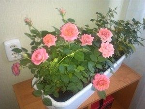Пересадка розы: как правильно найти подход к вашему новому цветку