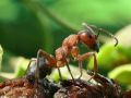 Грязевая мята: секретное оружие в борьбе с муравьями и тлей