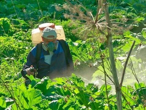 Борьбу с борщевиком Сосновского усилят в Калужской области