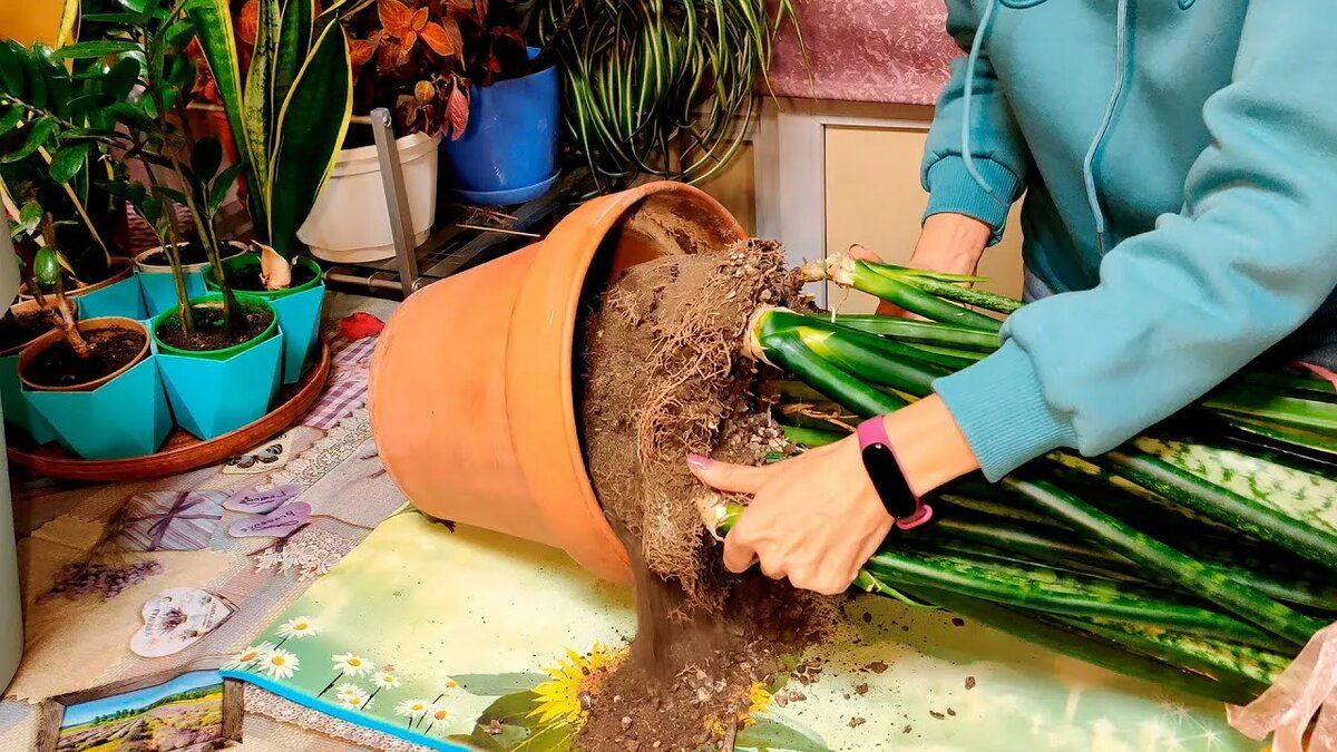 Проблемы пересадки комнатных растений: как их избежать