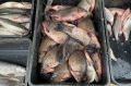 Как речная рыба может заменить морскую и что о ней нужно знать