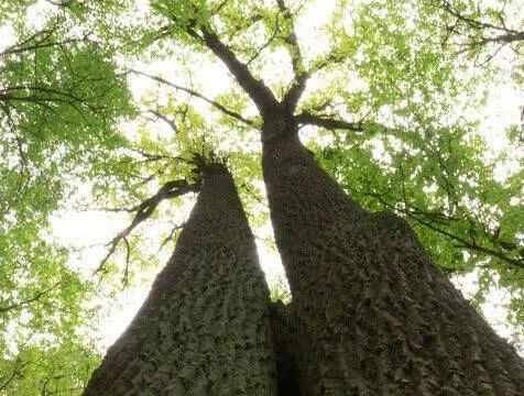 Более 300 деревьев повредили линии электропередачи в Калужской области