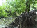 Калужан просят не парковать авто вблизи деревьев из-за переувлажнения почвы