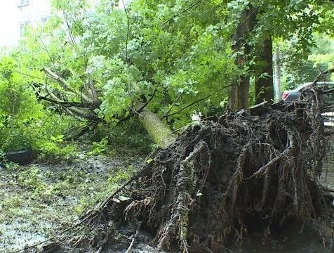 Калужан просят не парковать авто вблизи деревьев из-за переувлажнения почвы