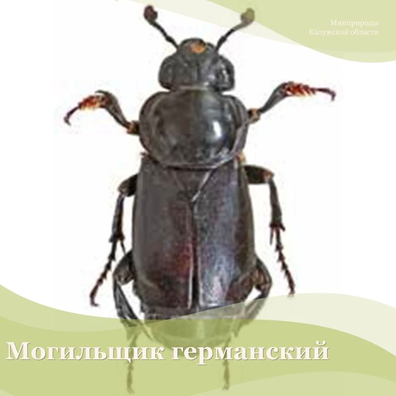 Из беспозвоночных животных изменят категории статуса редкости 27 видов Из беспозвоночных животных изменят категории статуса редкости 27 видов