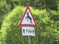 Два человека пострадали в ДТП с диким животным в Калужской области