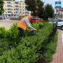 На городских улицах продолжаем удалять аварийные деревья — погибшие ясени (в рамках карантинных мероприятий) и клёны ясенелистные (американские), которые считаются инвазивным видом