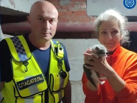 Котенка спасли из подвала в Обнинске