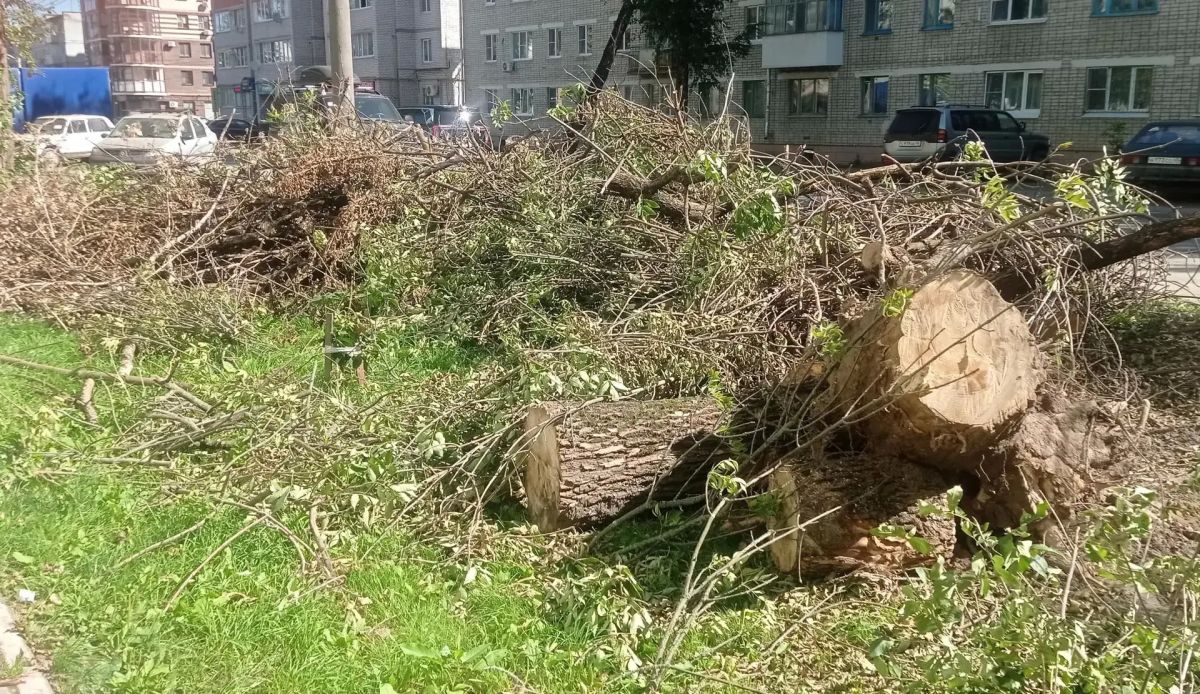 Деревья срубили, а ветки бросили: что творится на улице Горького в Калуге Деревья срубили, а ветки бросили: что творится на улице Горького в Калуге