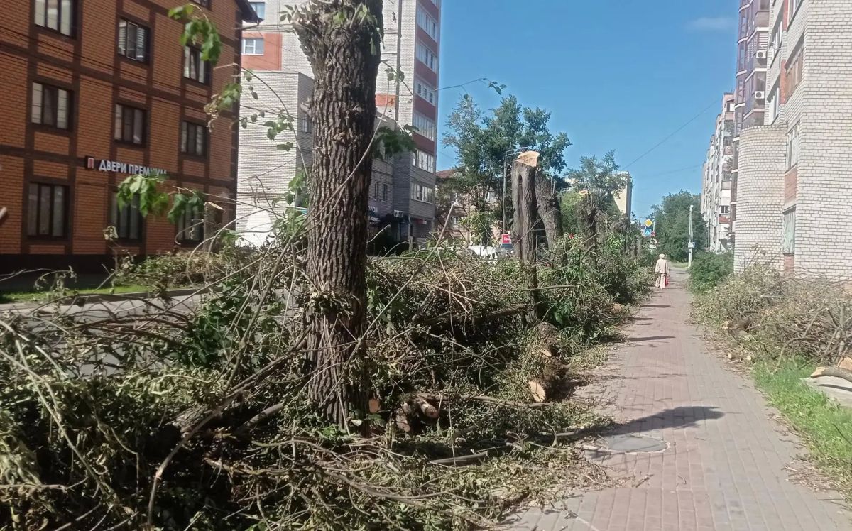 Деревья срубили, а ветки бросили: что творится на улице Горького в Калуге Деревья срубили, а ветки бросили: что творится на улице Горького в Калуге