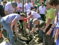 Аллею из десяти лип высадили в Козельске
