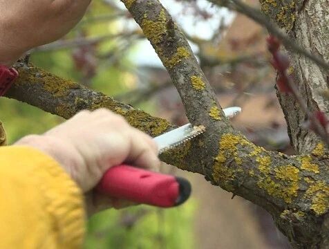 Калужанам станет проще получить разрешение на вырубку деревьев