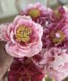Сахарные цветы: создаём удивительное искусство на кухне