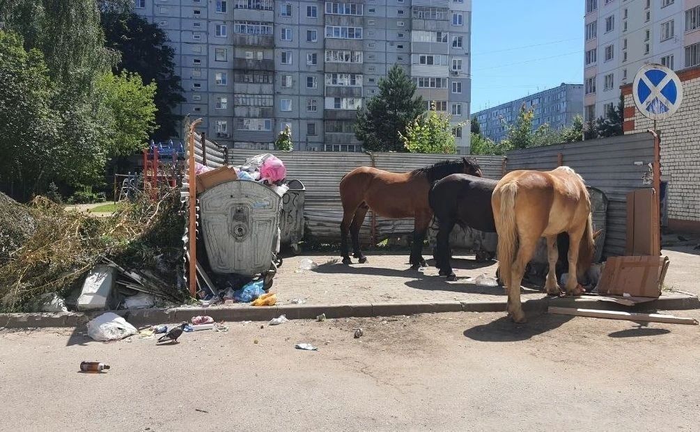 На улице Кибальчича снова паслись лошади