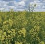 В Калужской области на 34% вырос экспорт агропромышленной продукции