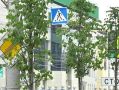 За молодыми деревьями в Калуге впервые ухаживают по новой системе