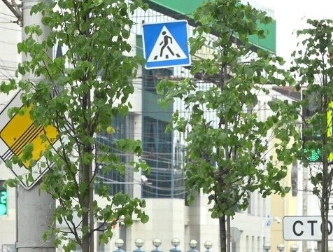 За молодыми деревьями в Калуге впервые ухаживают по новой системе