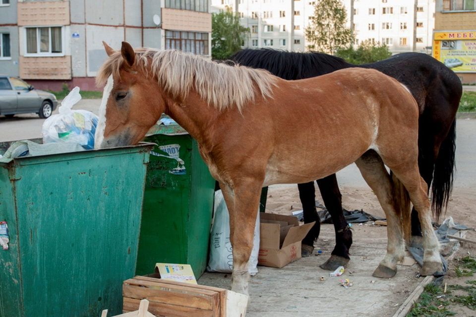 Лошади выгоняют знаменитого мага из Калуги Лошади выгоняют знаменитого мага из Калуги