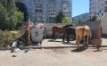В Калуге безнадзорных коров и лошадей отправят на штрафстоянку