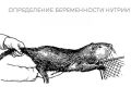 Секреты успешных родов нутрий: от беременности до ухода за щенками