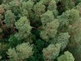 Уровень радиации проверили в калужских лесничествах