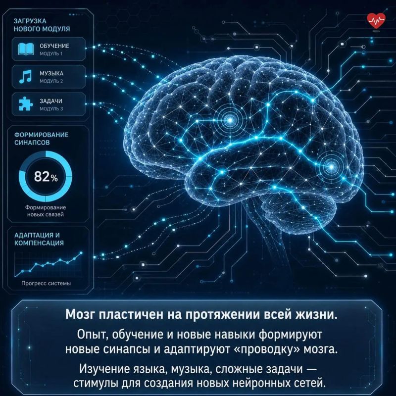 Мы привыкли думать, что мозг «отдыхает» ночью, а нервные клетки не восстанавливаются Мы привыкли думать, что мозг «отдыхает» ночью, а нервные клетки не восстанавливаются