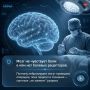 Мы привыкли думать, что мозг «отдыхает» ночью, а нервные клетки не восстанавливаются
