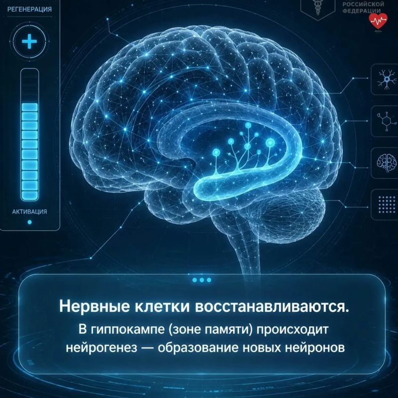 Мы привыкли думать, что мозг «отдыхает» ночью, а нервные клетки не восстанавливаются Мы привыкли думать, что мозг «отдыхает» ночью, а нервные клетки не восстанавливаются