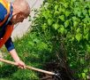 В Калуге продолжают озеленять улицы