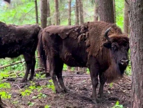 Калужанам рассказали, почему зубры катаются по земле