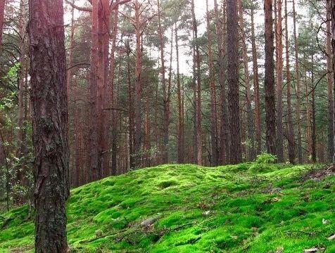 Средняя пожарная опасность действует в лесах Калужской области