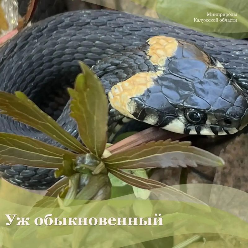 Уж обыкновенный – крупная змея, длина тела которой обычно достигает 100 см, хвоста – 40 см