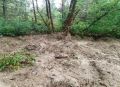 Загрязнение в лесу ликвидировано по решению суда