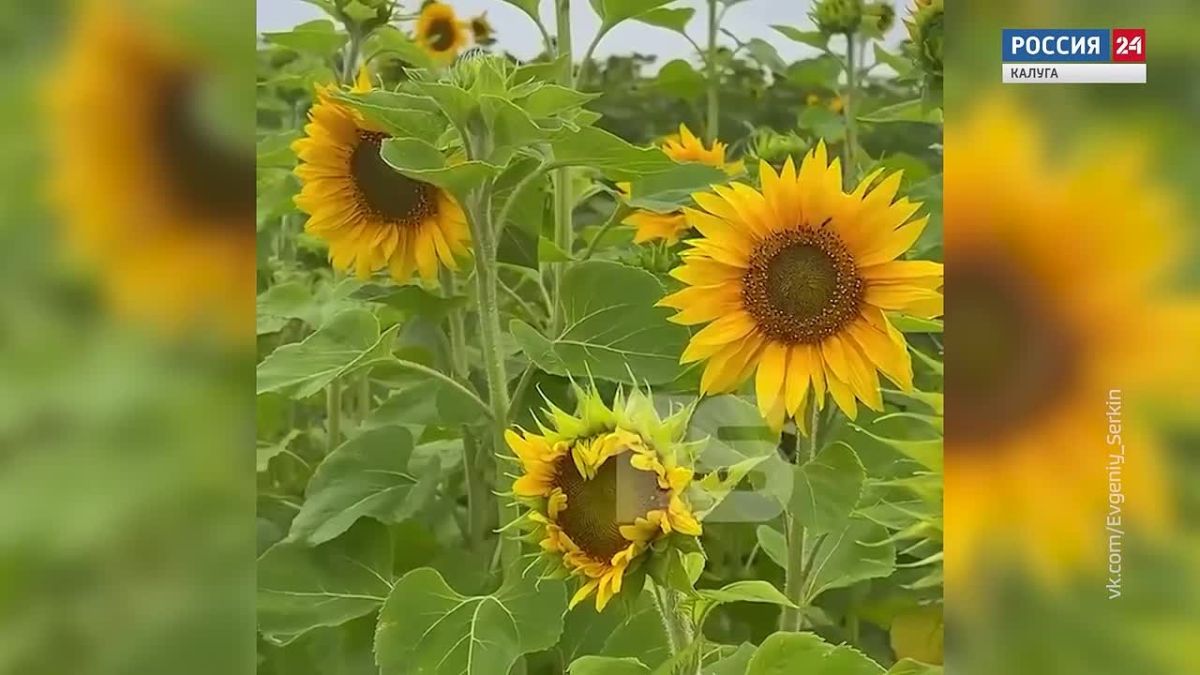 Мобильный репортёр (06.08.2026)