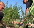 В калужском сквере Волкова высадили кустарники вдоль беговой дорожки