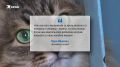 Как кошка спасла жизнь брошенному в подъезде младенцу