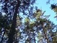 III класс пожарной опасности установился в калужских лесах