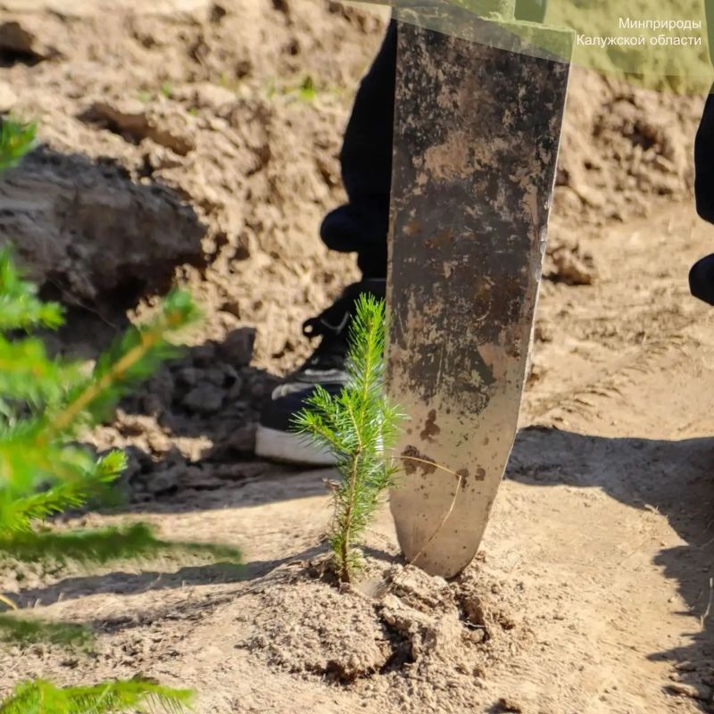 От теории к практике: открыт приём заявок на конкурс «Лучшее школьное лесничество Калужской области» От теории к практике: открыт приём заявок на конкурс «Лучшее школьное лесничество Калужской области»