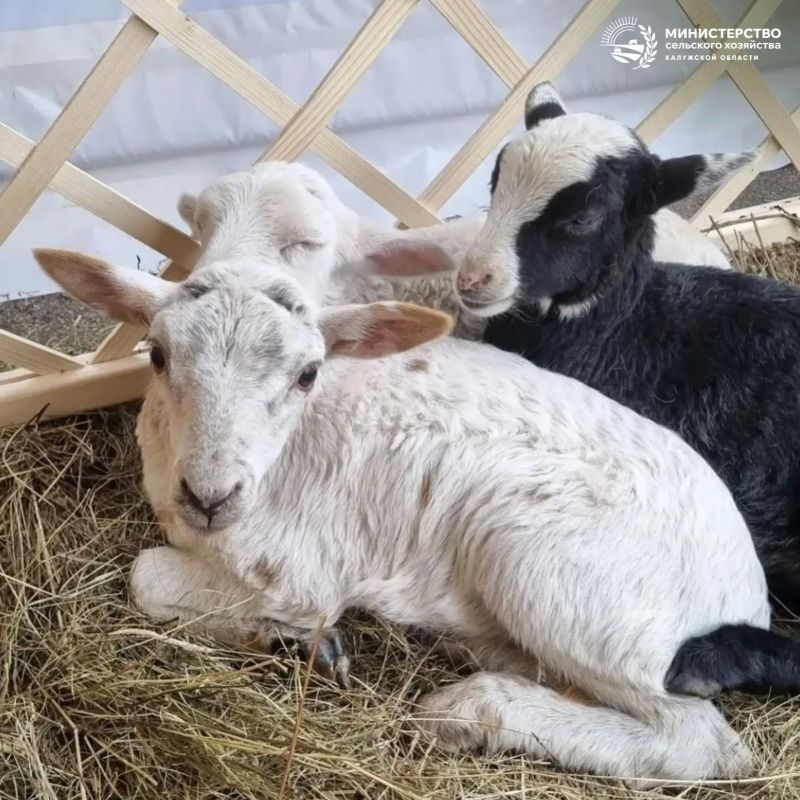 Фермерская продукция, дегустации и отличное настроение: зачем ехать на «Калужскую осень-2026» Фермерская продукция, дегустации и отличное настроение: зачем ехать на «Калужскую осень-2026»