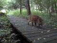 Кабанчик посетил экотропу в "Калужских засеках"