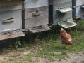 В Медовый спас калужский пчеловод рассказал о своём любимом деле