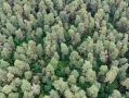 II класс пожарной опасности установился в калужских лесах