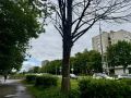 В Обнинске спилят 10 аварийных деревьев