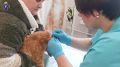 История, в которой сплелись любовь к делу и судьба!