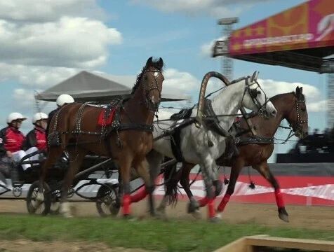Всероссийский фестиваль орловского рысака прошёл в Тарусском районе
